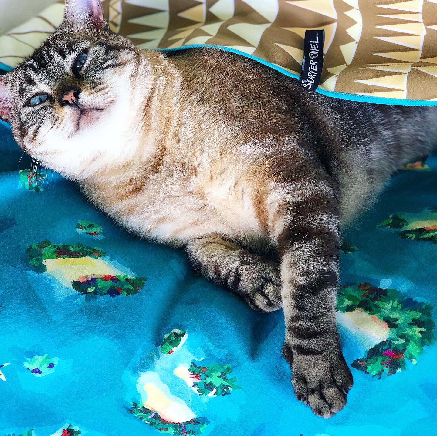 Cat lounging between layers of Surfer Towel